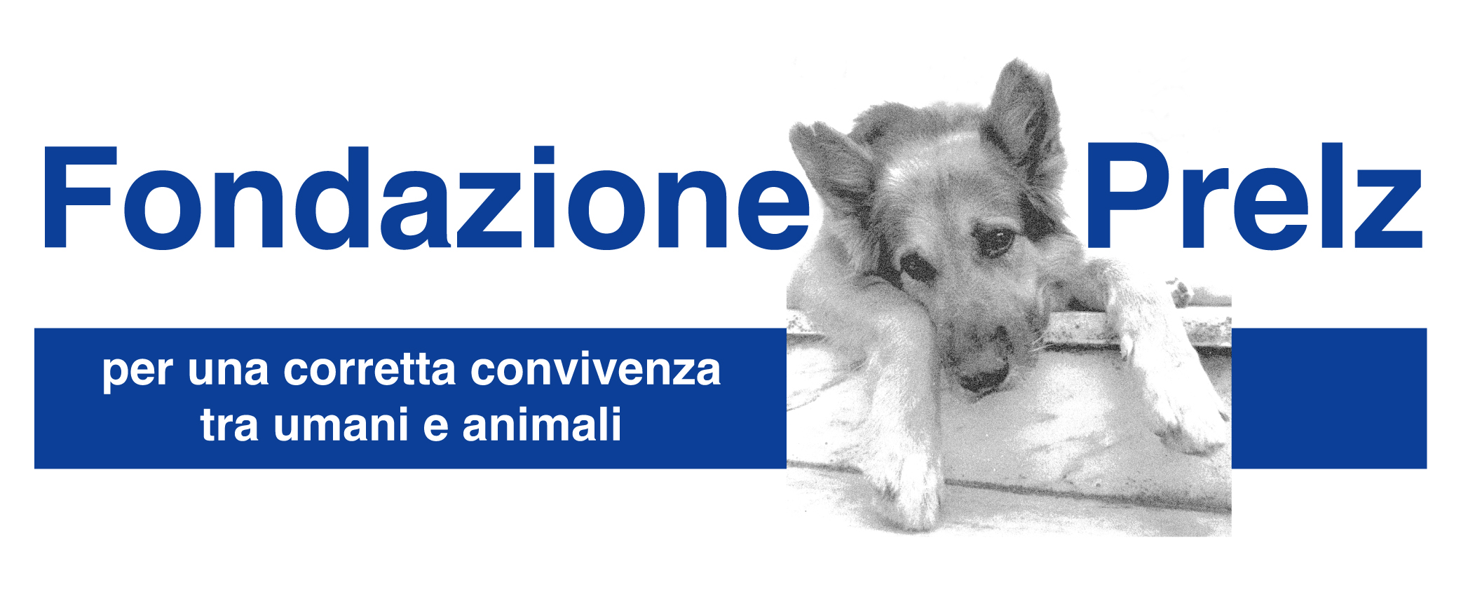 Assistenza cani abbandonati Roma nord